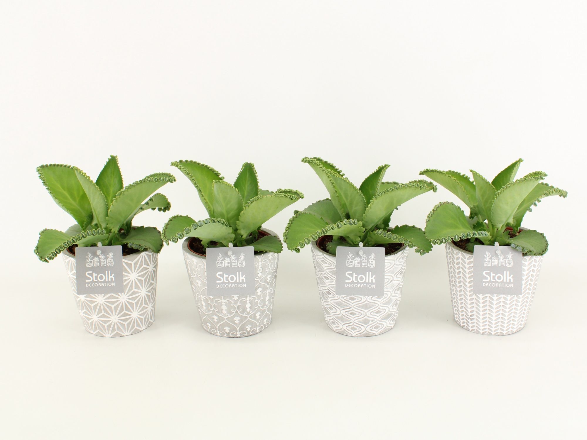 Kalanchoe Daigremontiana in Star pot, D 13