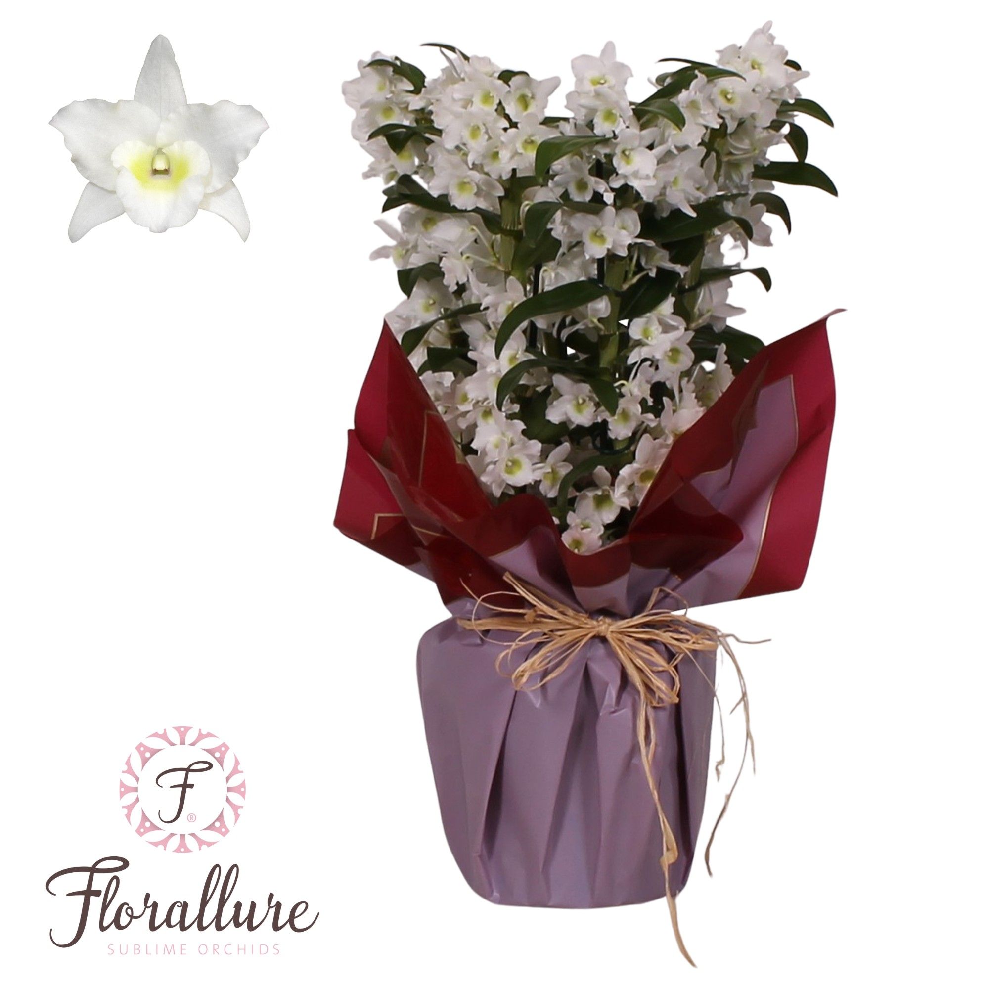 Dendrobium Nobile Apollon 6 stam Florallure met Rondella, D 21