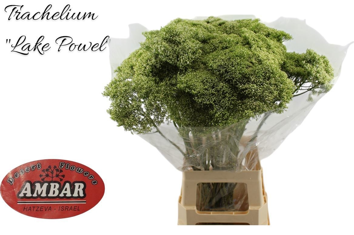 Трахелиум Лэйк Пауэл 75, шт.