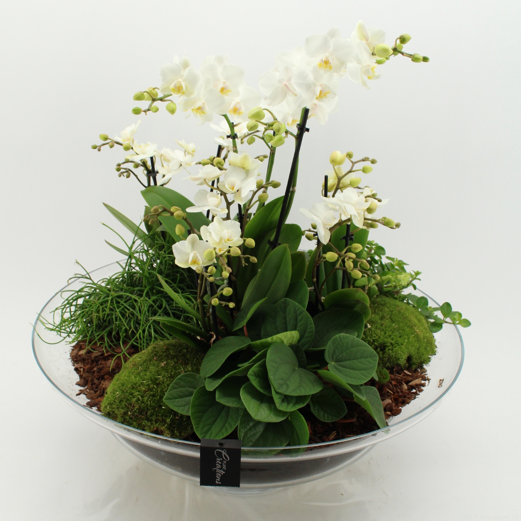 LICR-2535 Limited Edition, D 55 cm