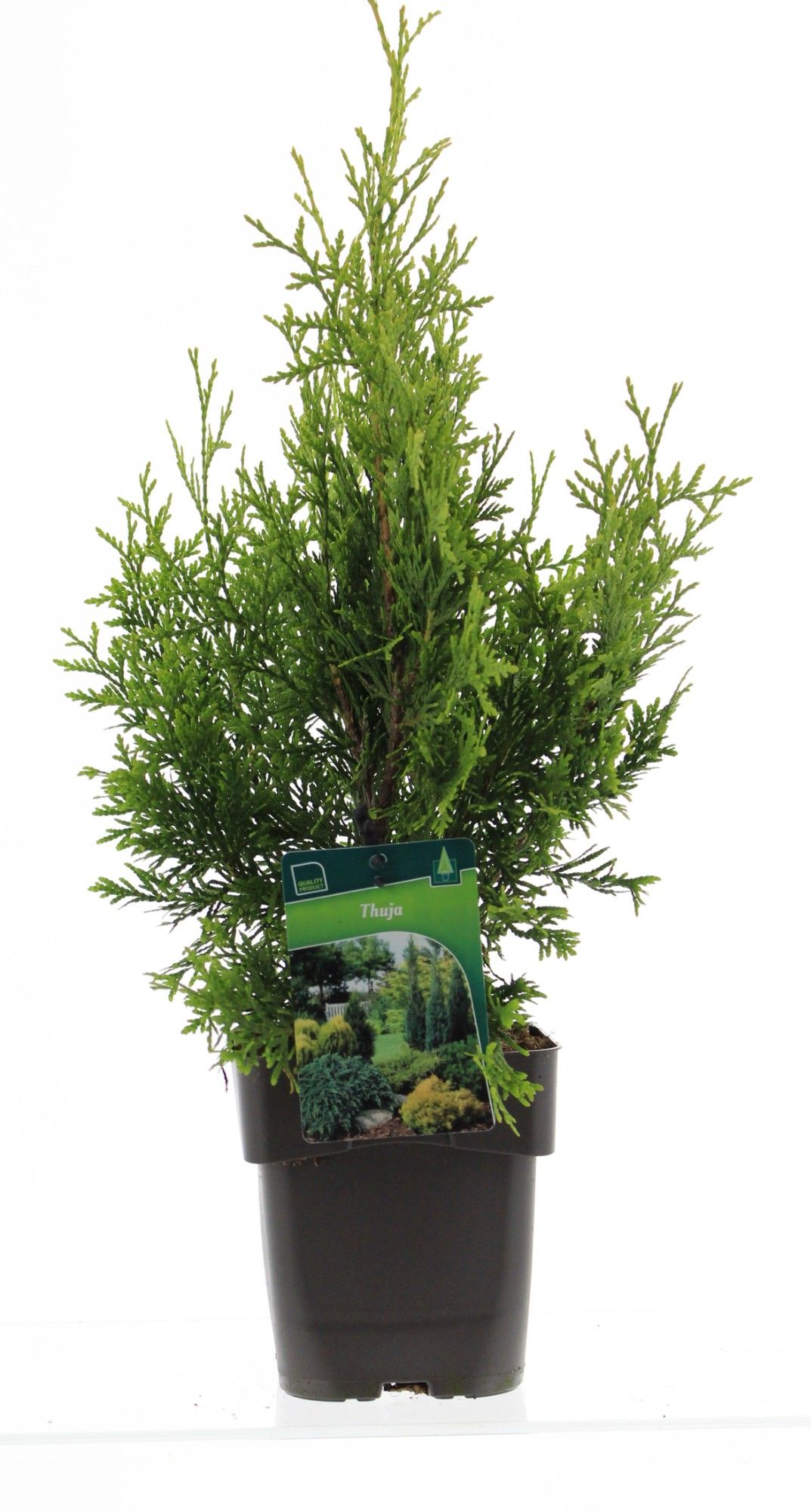 Thuja occ 'Golden Brabant', D 17