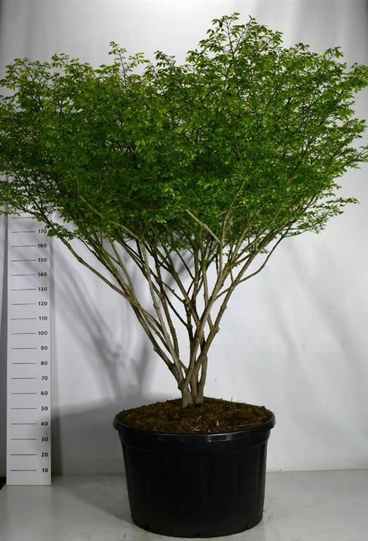Euonymus alat. 'Compactus', D 96
