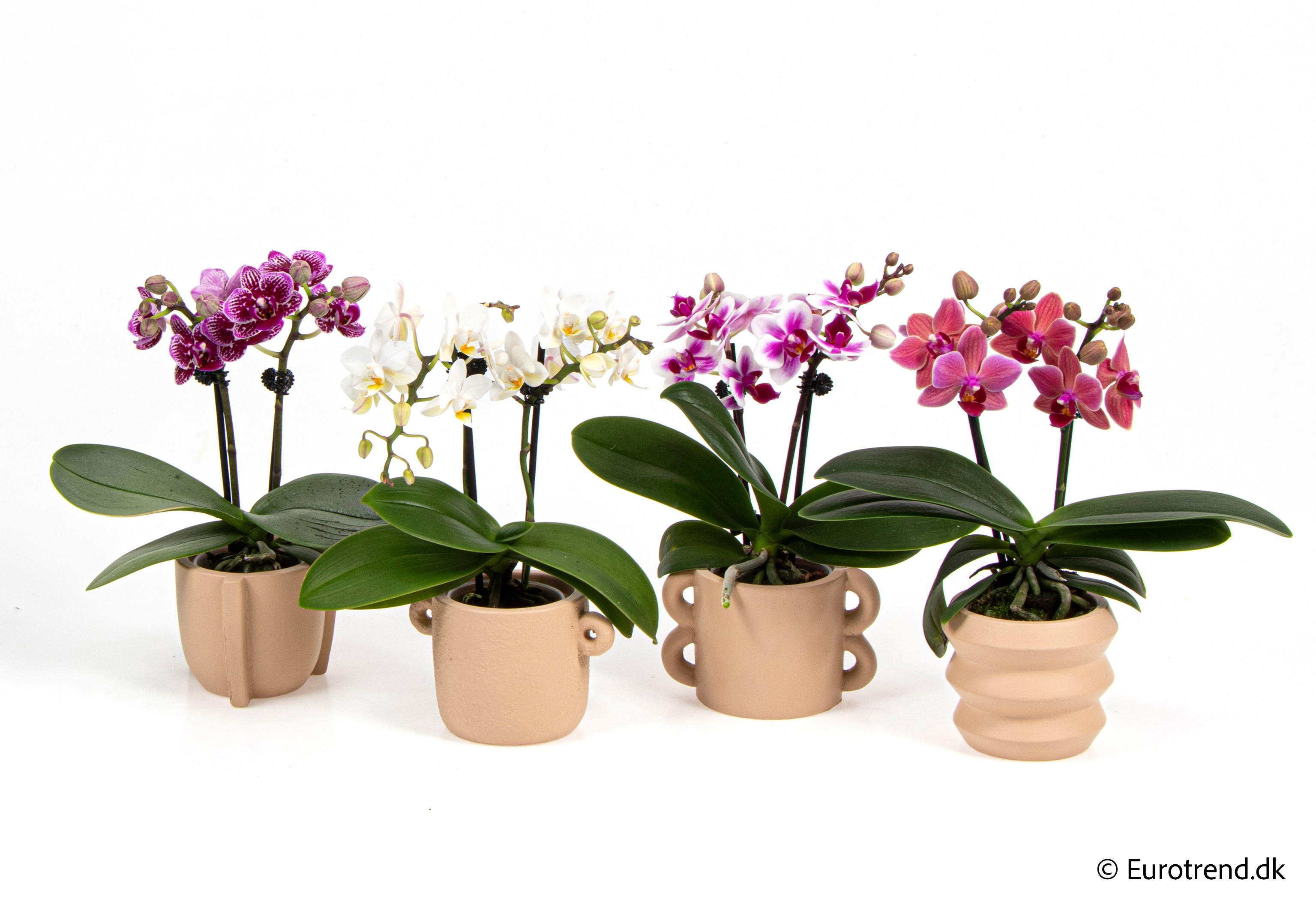 Phalaenopsis in New Look ceramic 2026, D 6