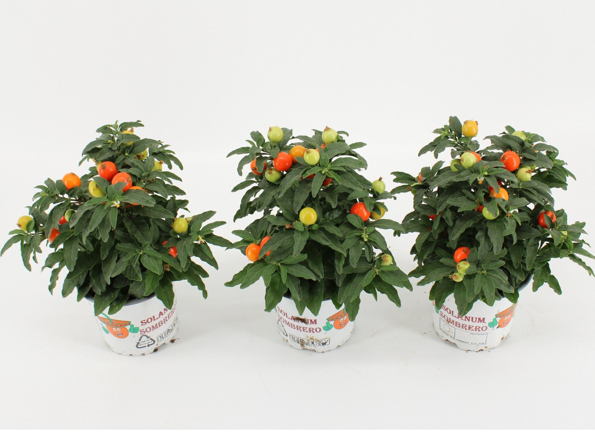 Solanum Pseudocapsicum oranje, D 10,5