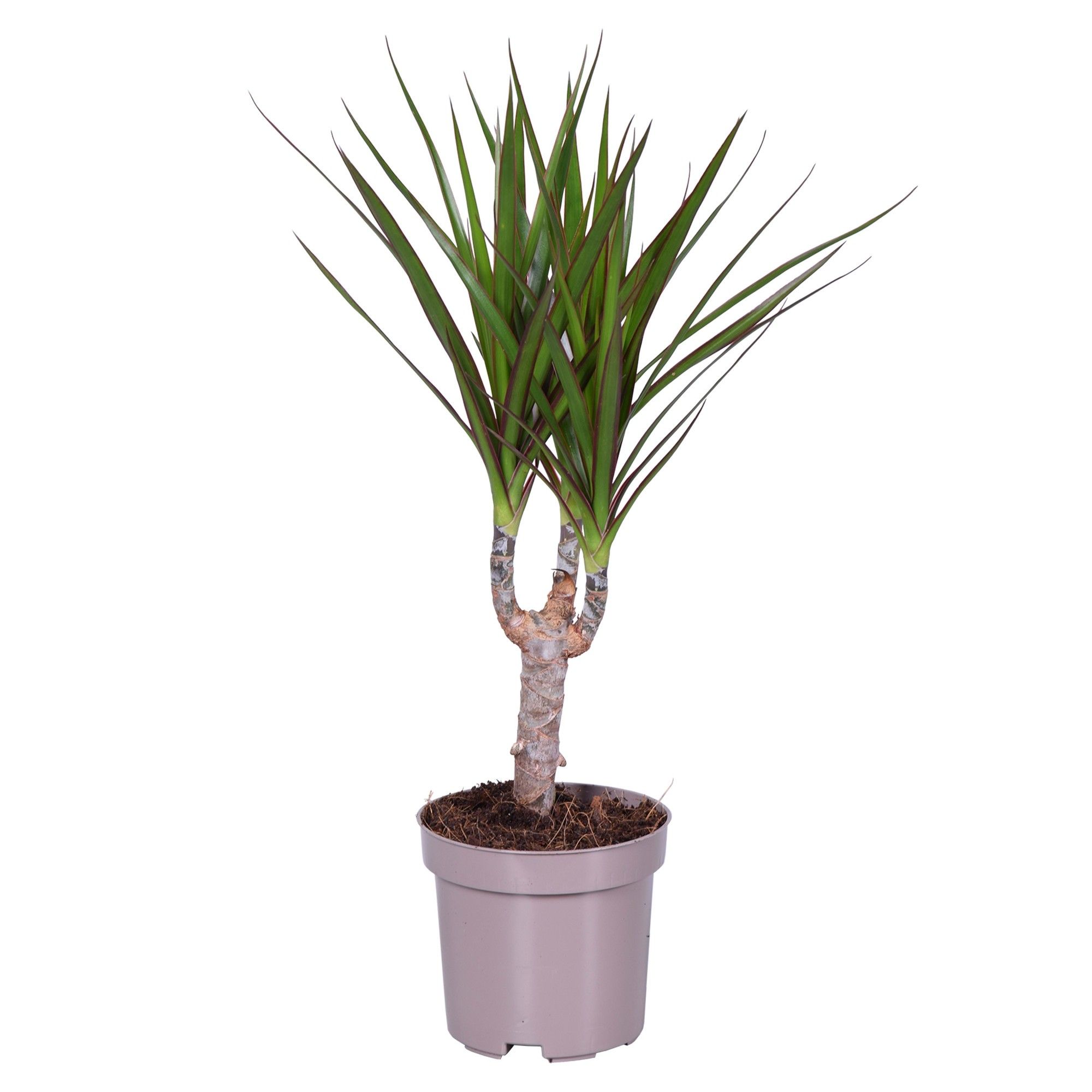 Dracaena marginata 12 cm, D 12