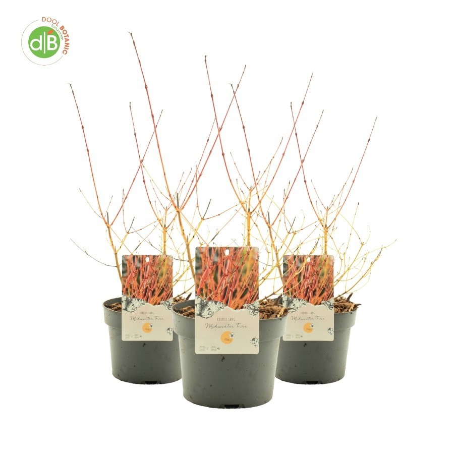 Cornus sang. 'Midwinter Fire', D 19