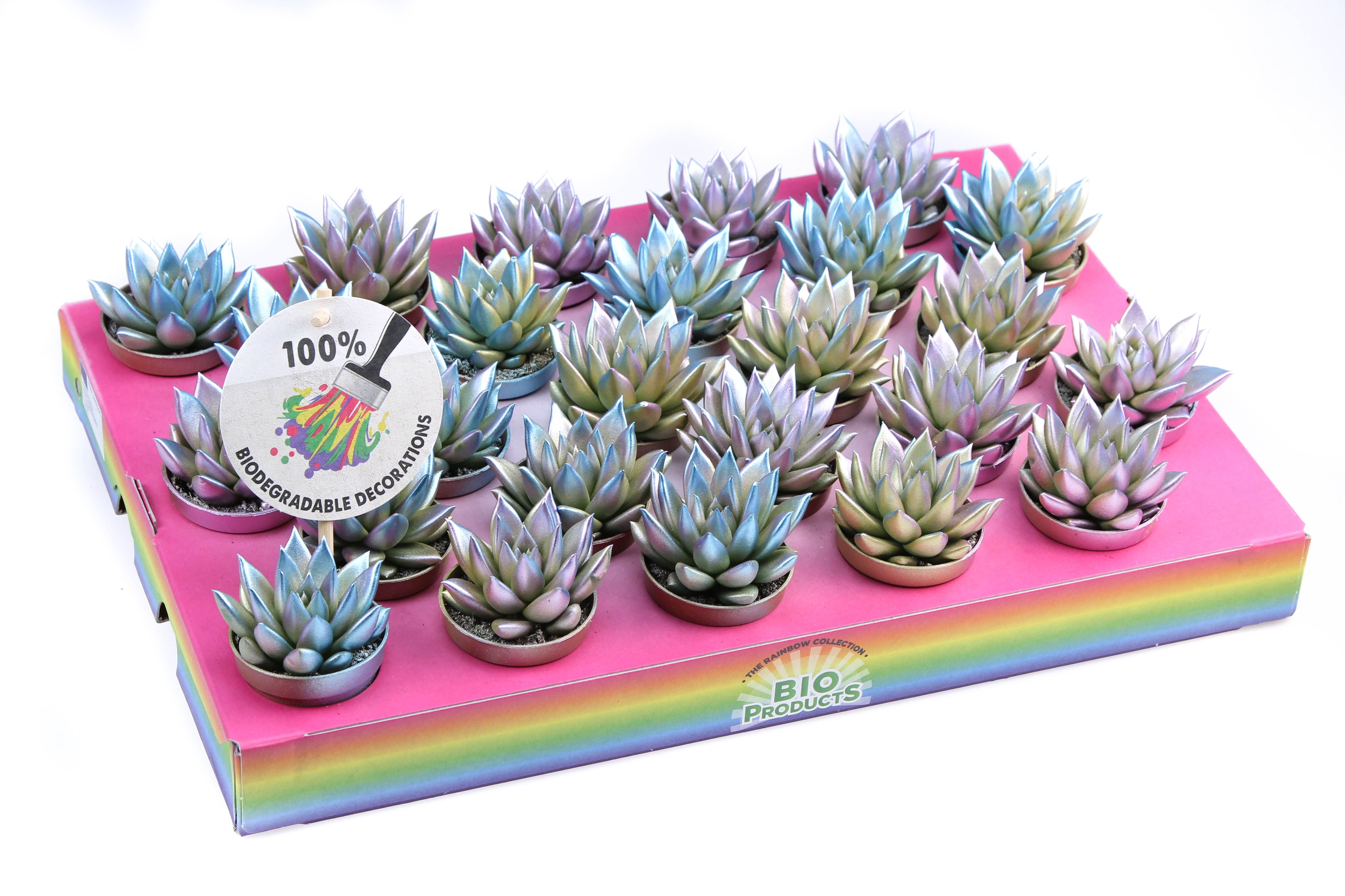 Bio miranda Metallic chameleon, D 5,5