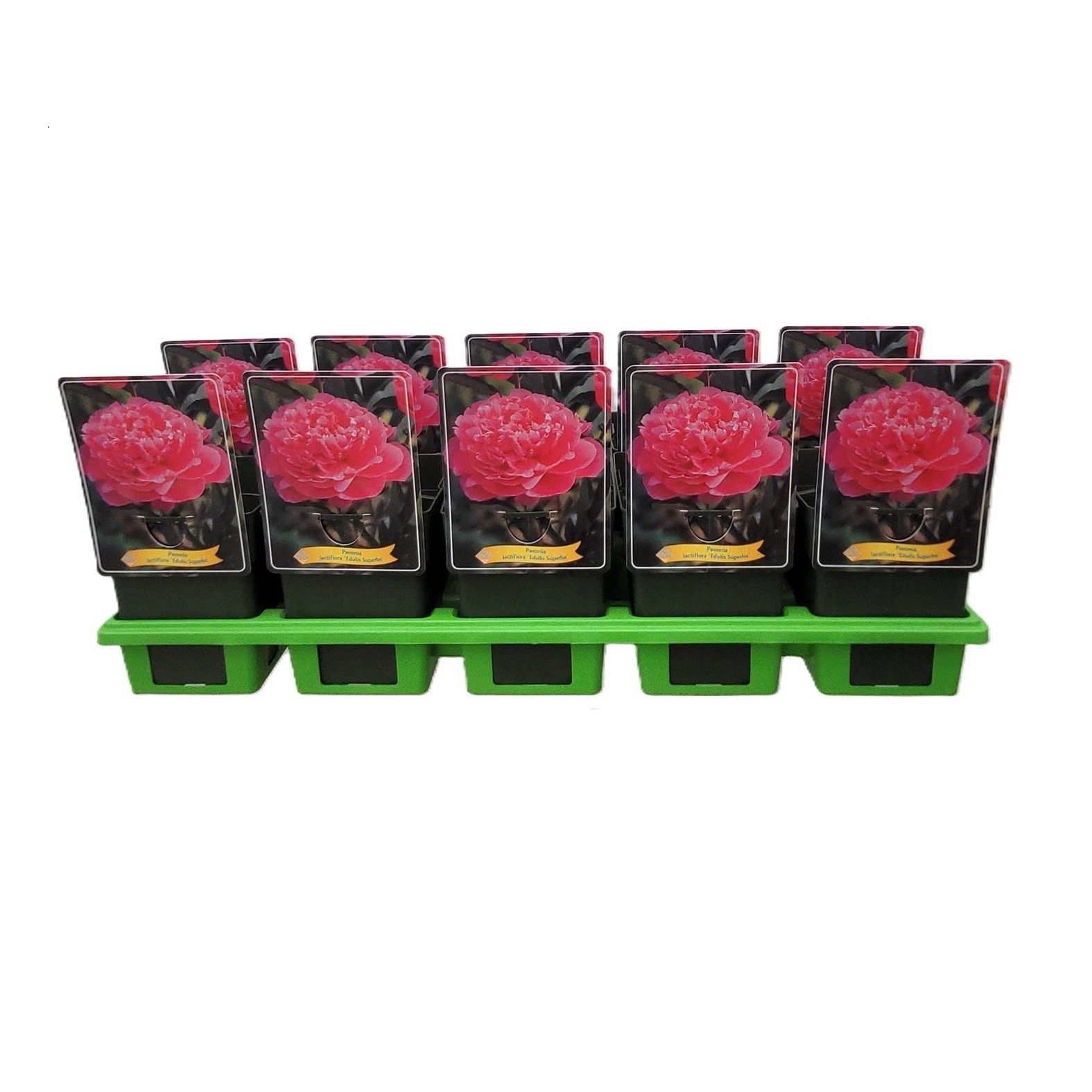 Paeonia Lactiflora 'Edulis Superba' P11, D 11