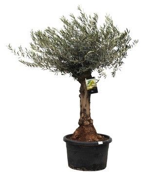 olea europaea, D 75