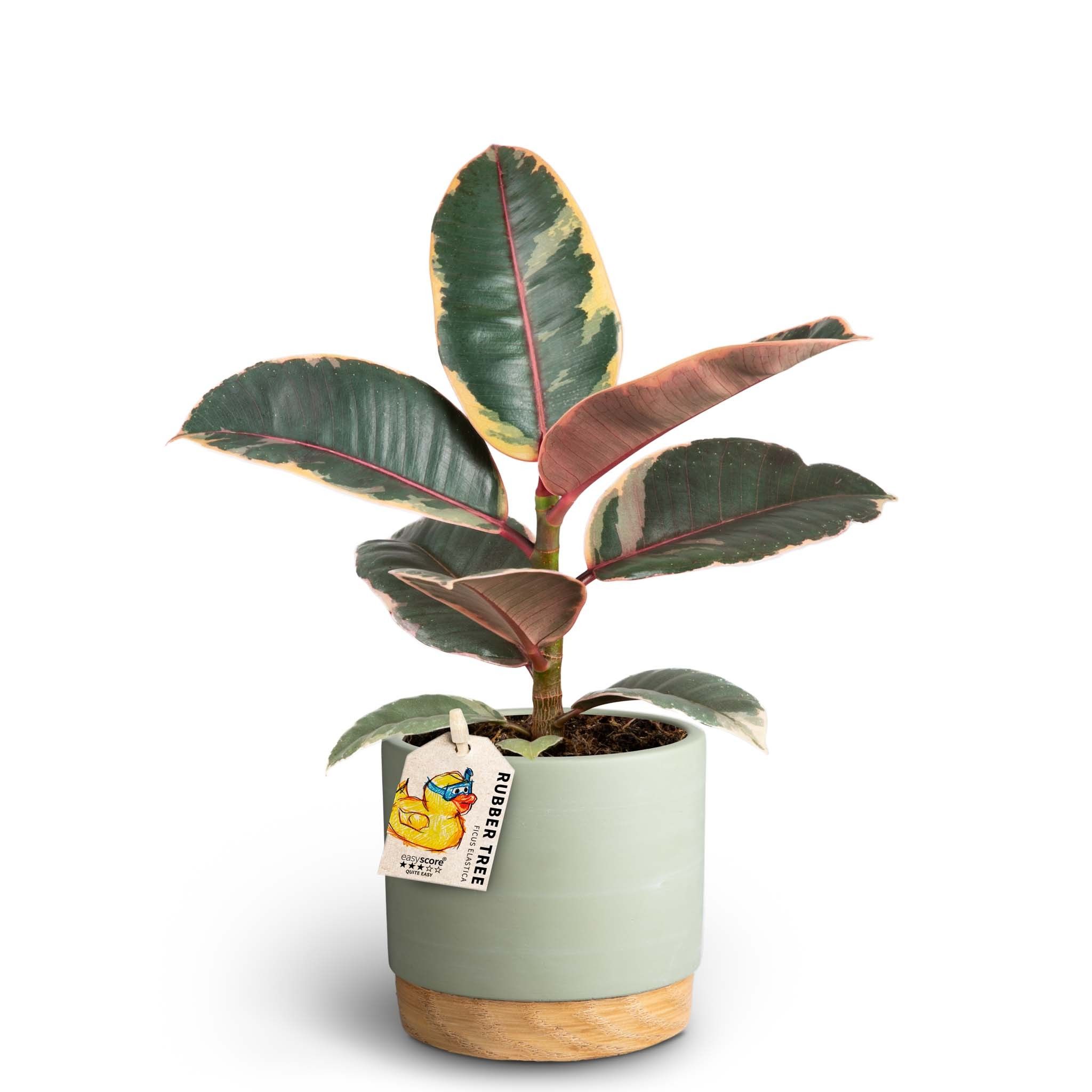 Woodbase Green, Ficus elastica ´Belize´, D 10