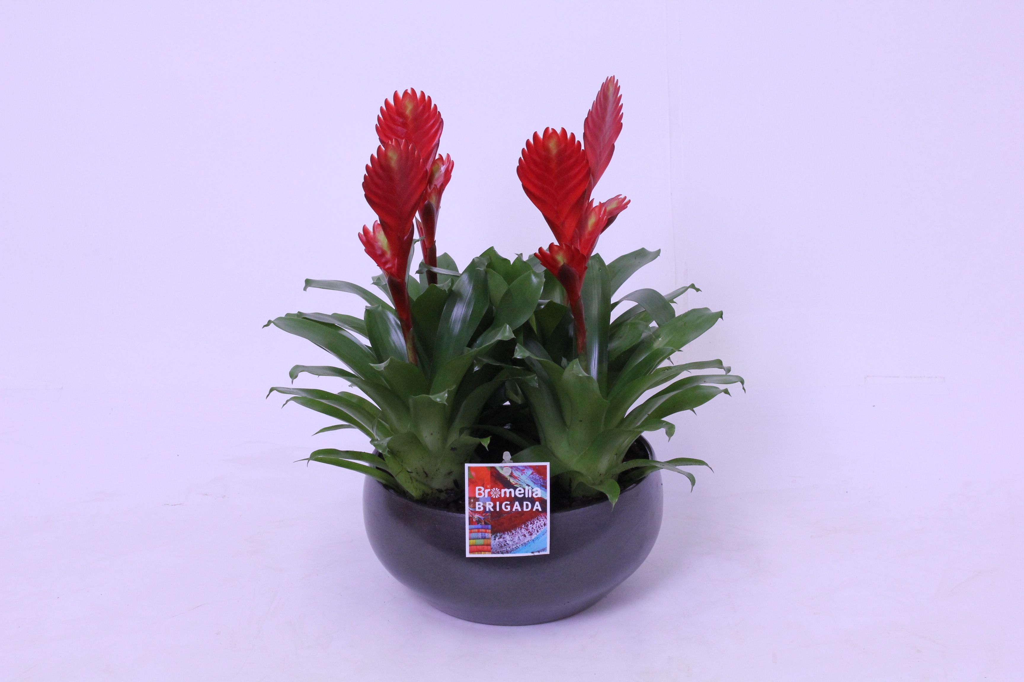 Vriesea Christiane 4 pp Black 24, D 24