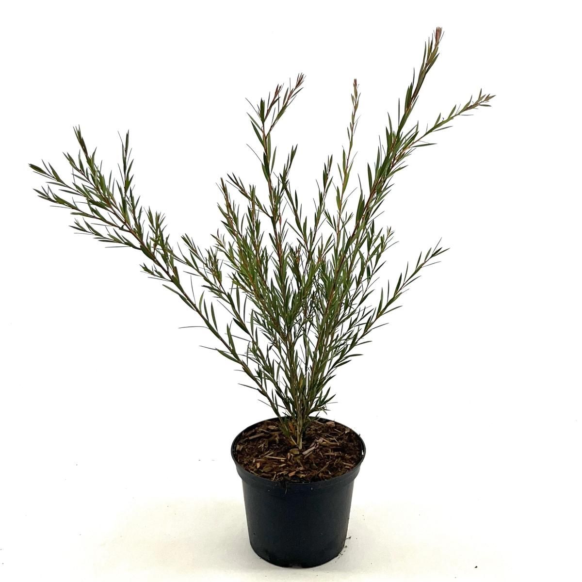 Callistemon rigidus, D 17