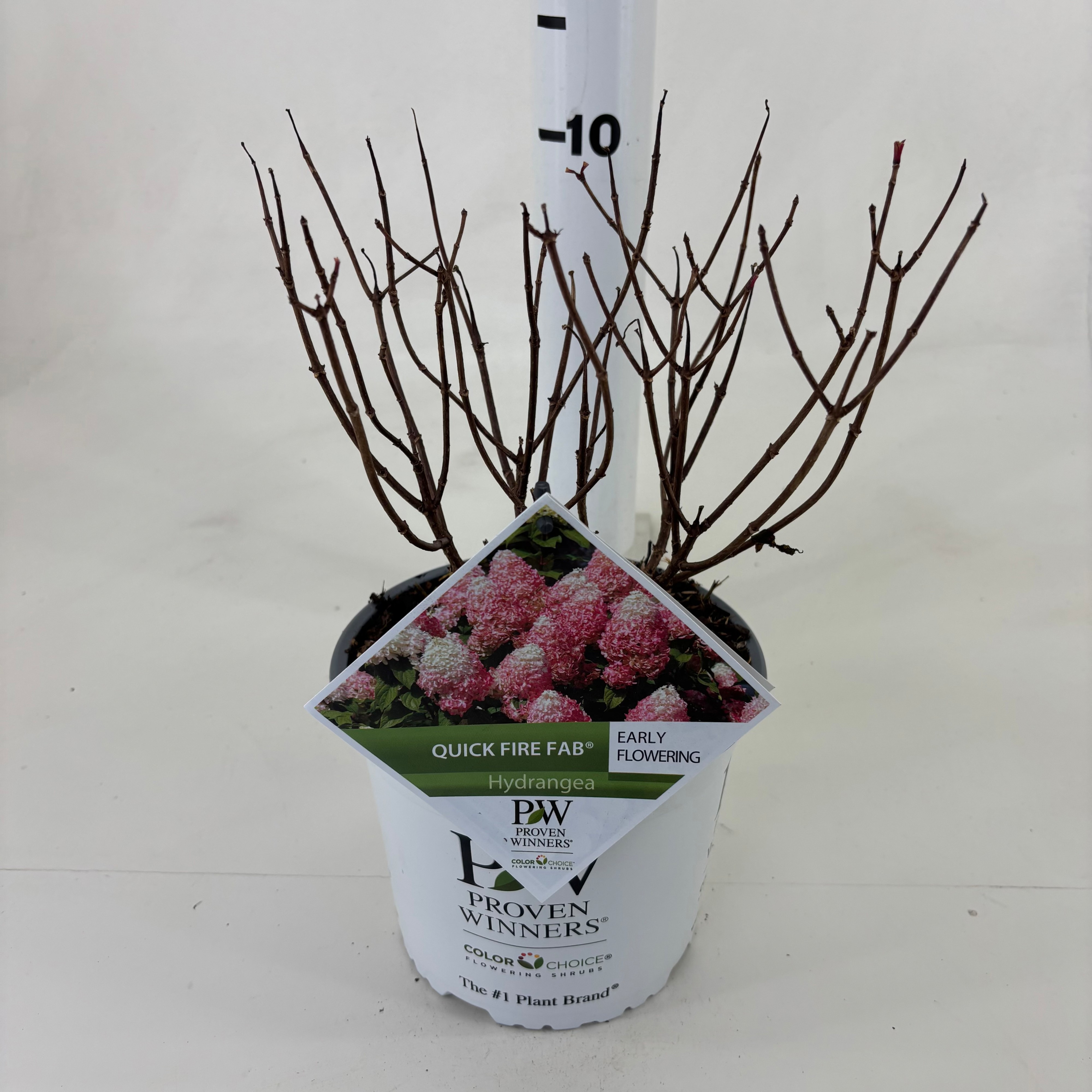 Hydrangea pan. 'Quick Fire Fab' ®, D 19