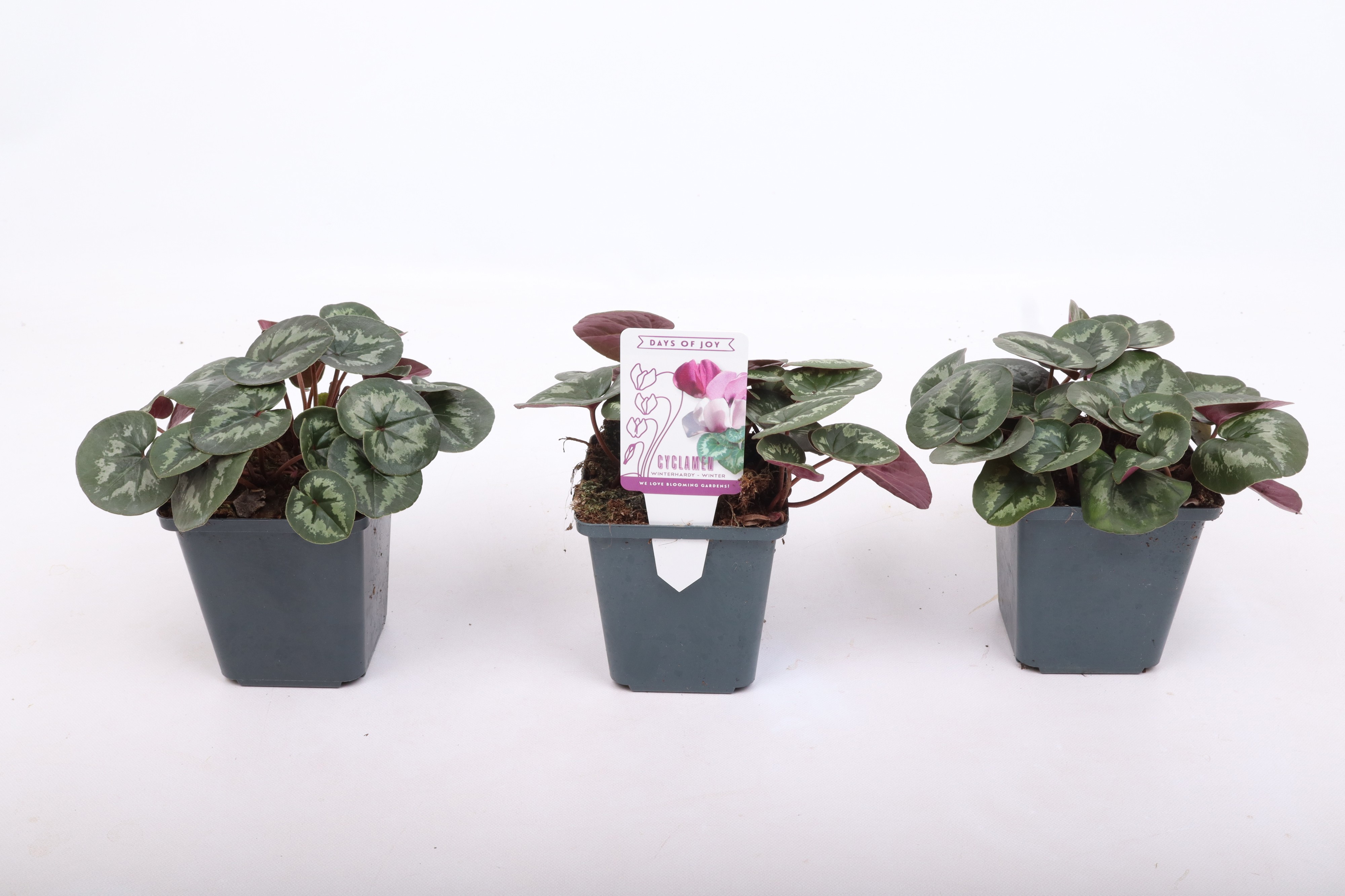 Cyclamen coum light rose 9 cm (bloeiend), D 9