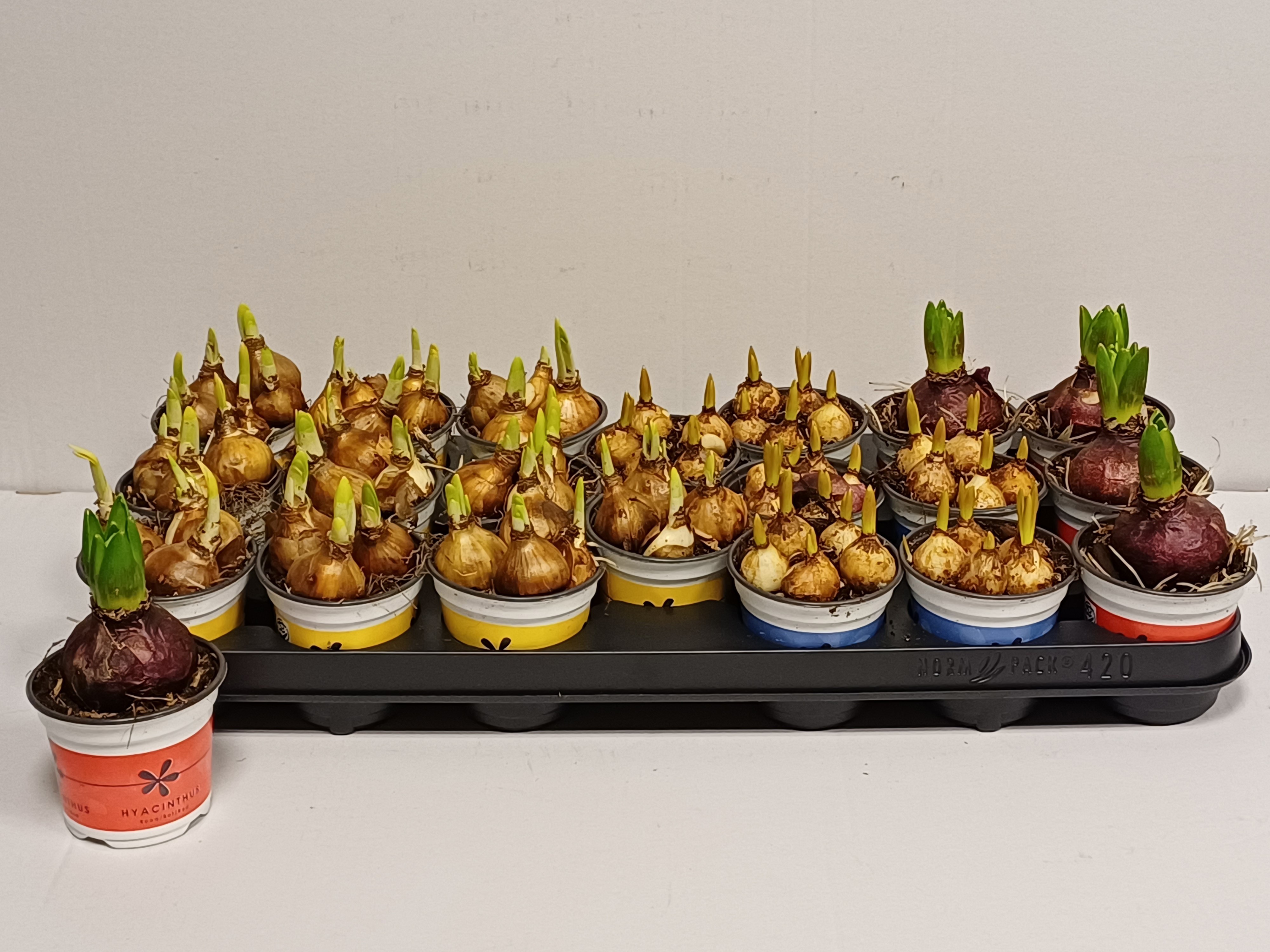 bloembollen gemengd 9cm, D 9