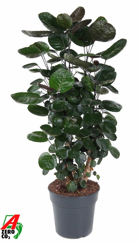 Polyscias Fabian vertakt P27, D 27