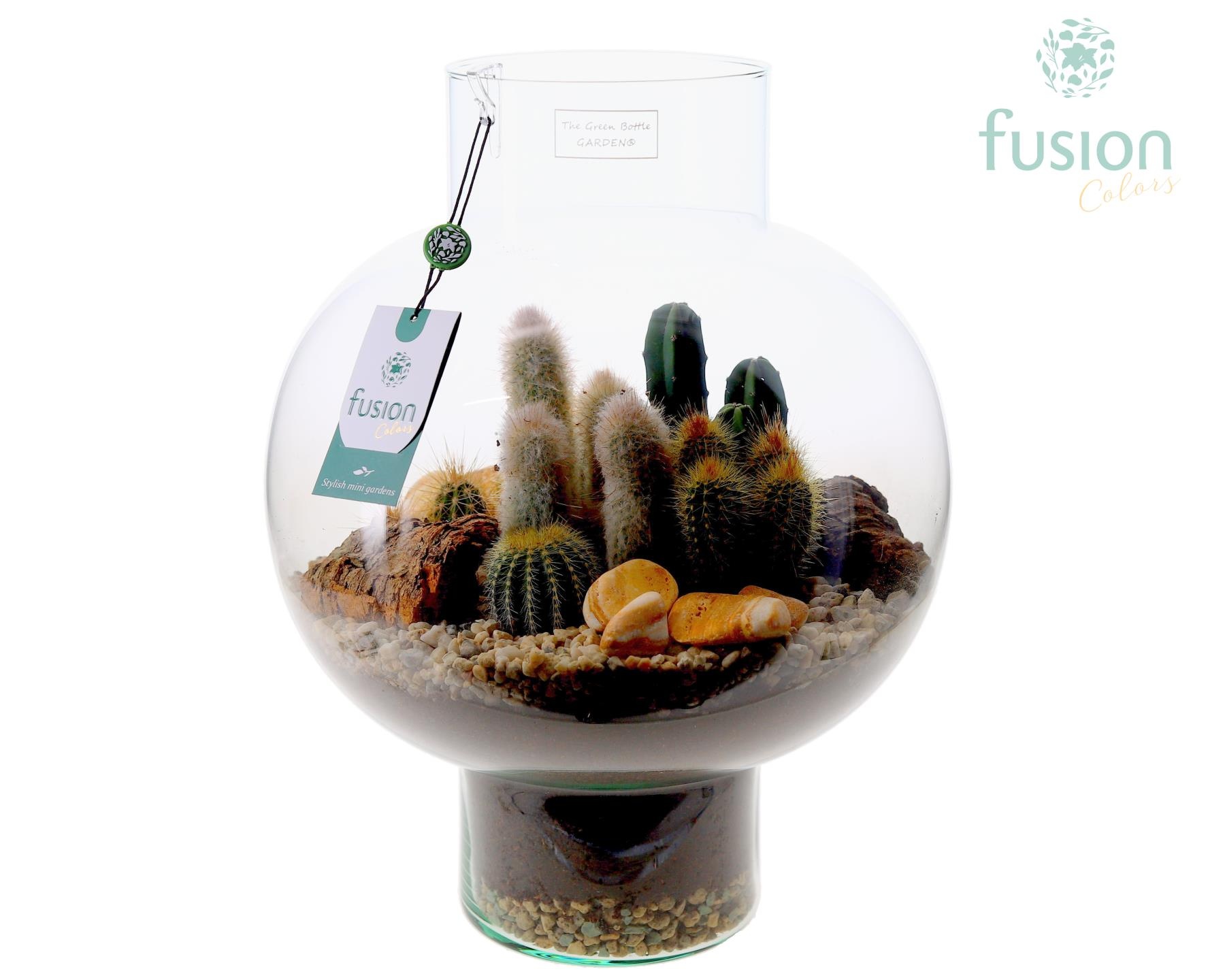 Green Bottle Laura Large met Cactussen arrangement, D 31