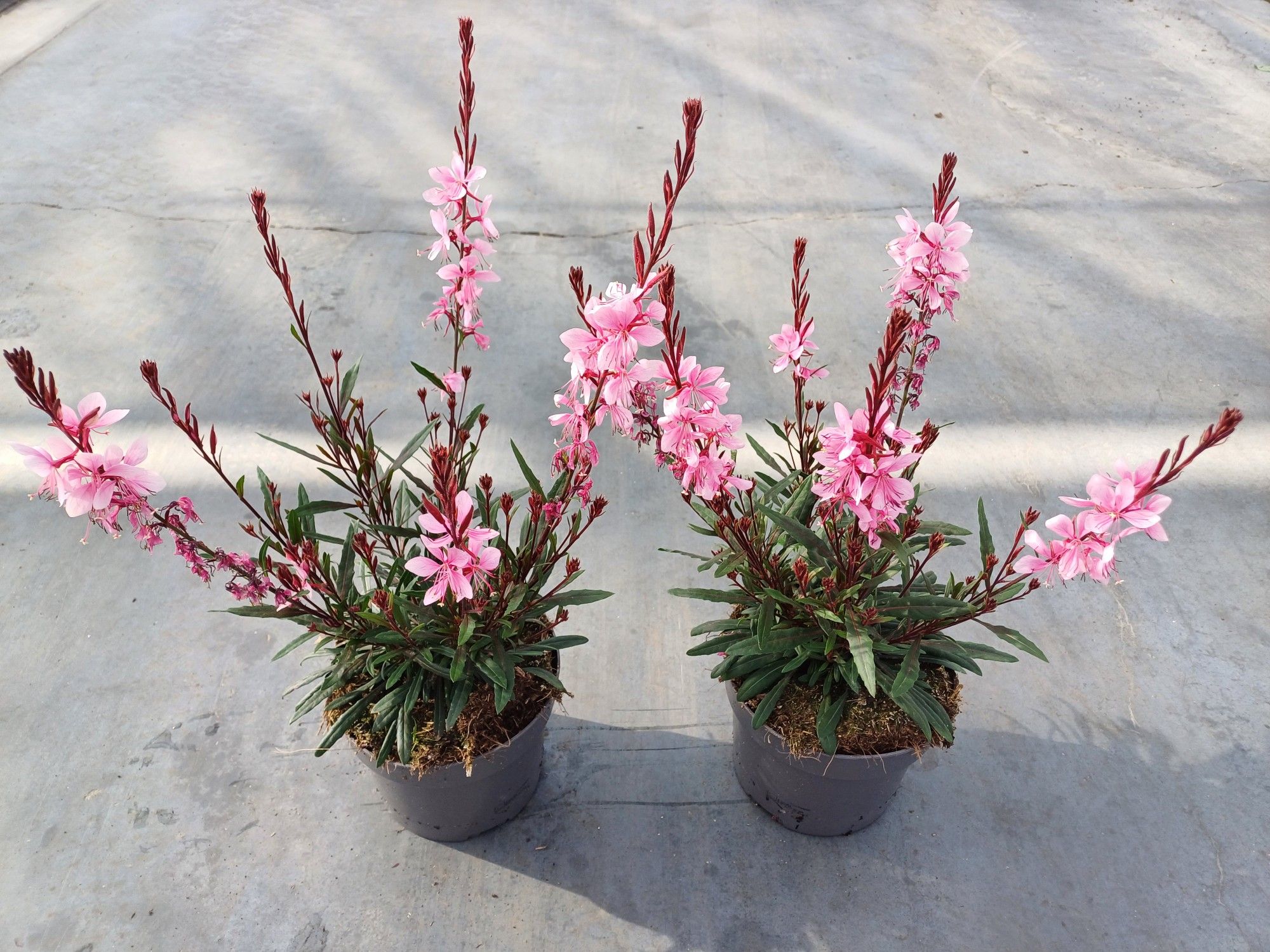 Gaura mix, D 17