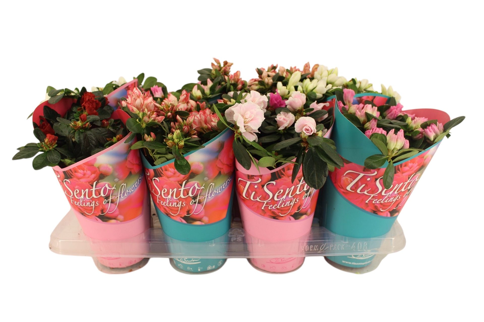 Azalea Mix 12 cm - Giftcover, D 12