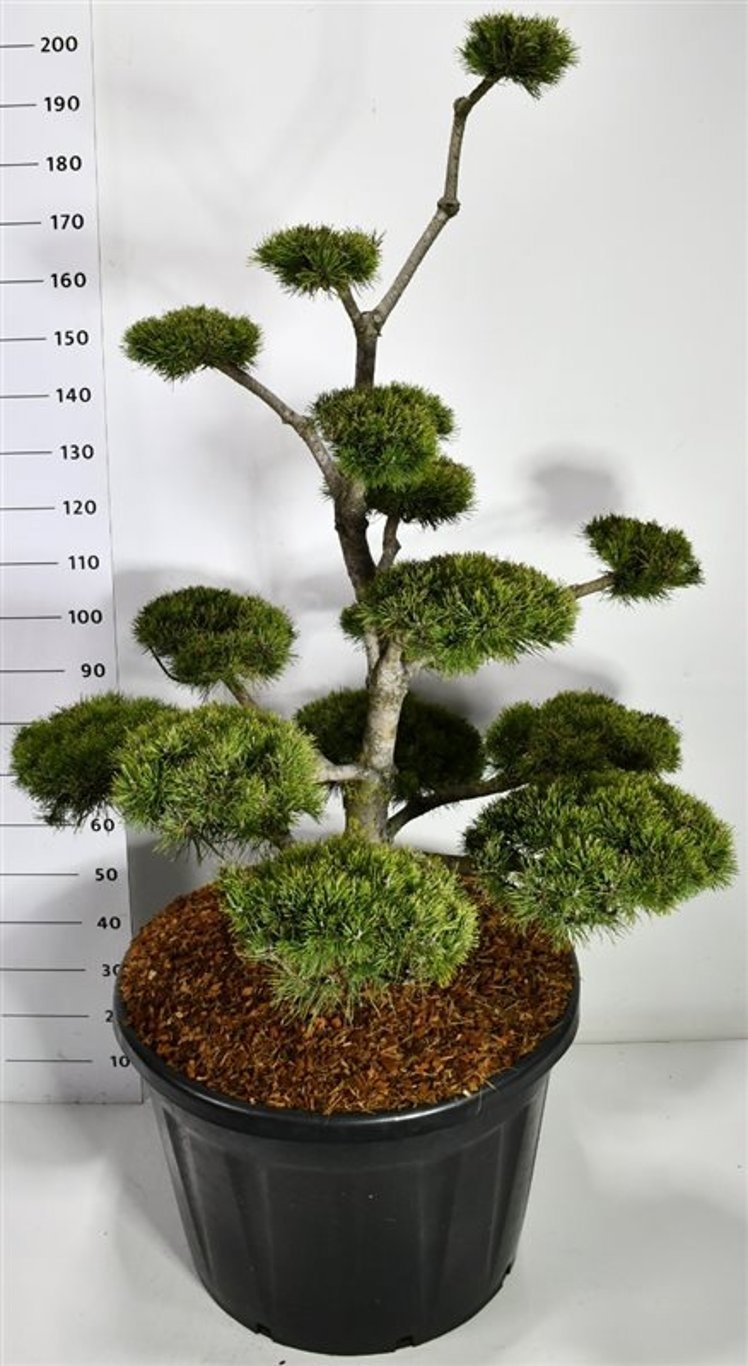 Pinus mugo mugo, D 80
