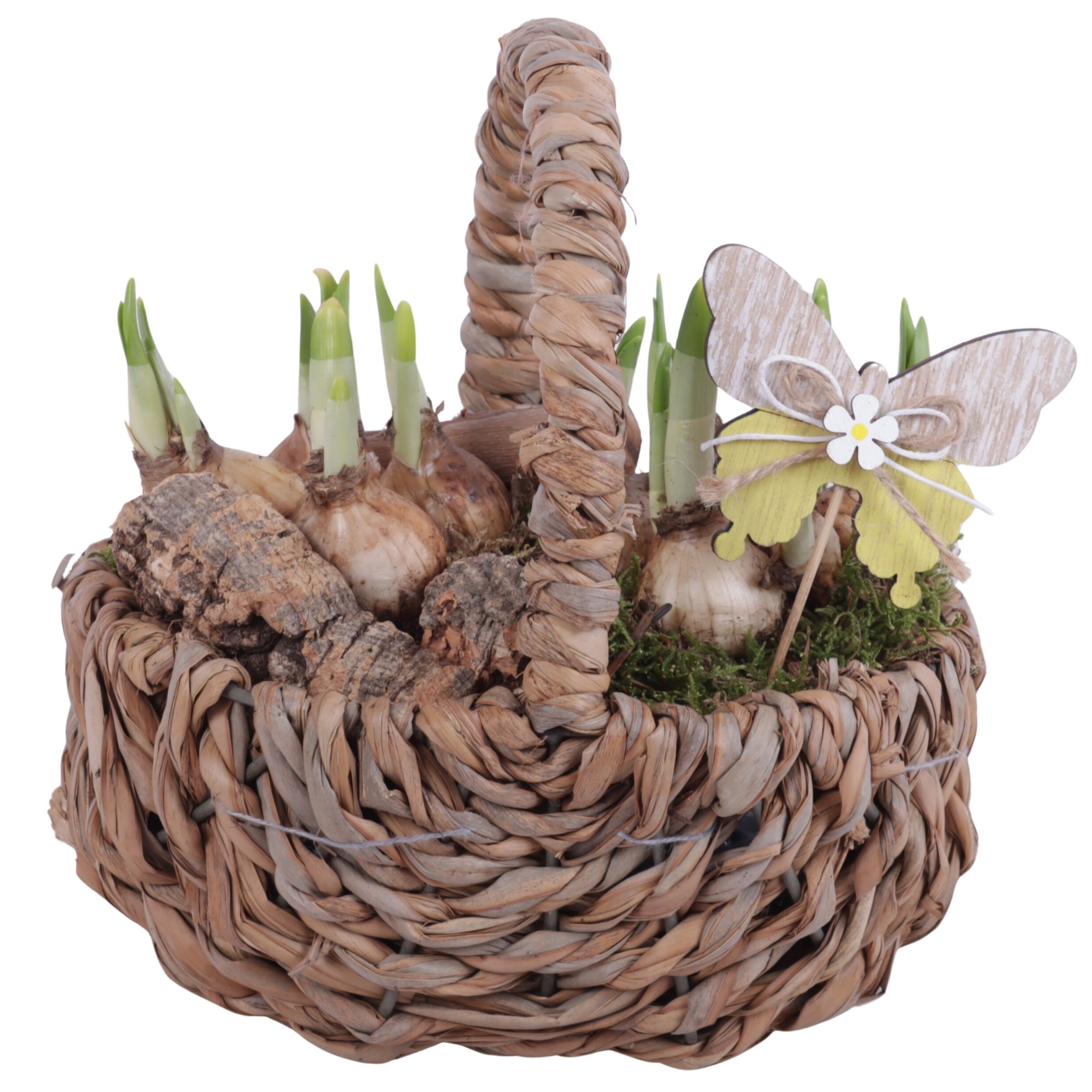 Bulbs Arr. Narcis Waterhyacint Handle Basket Ø21cm, D 21