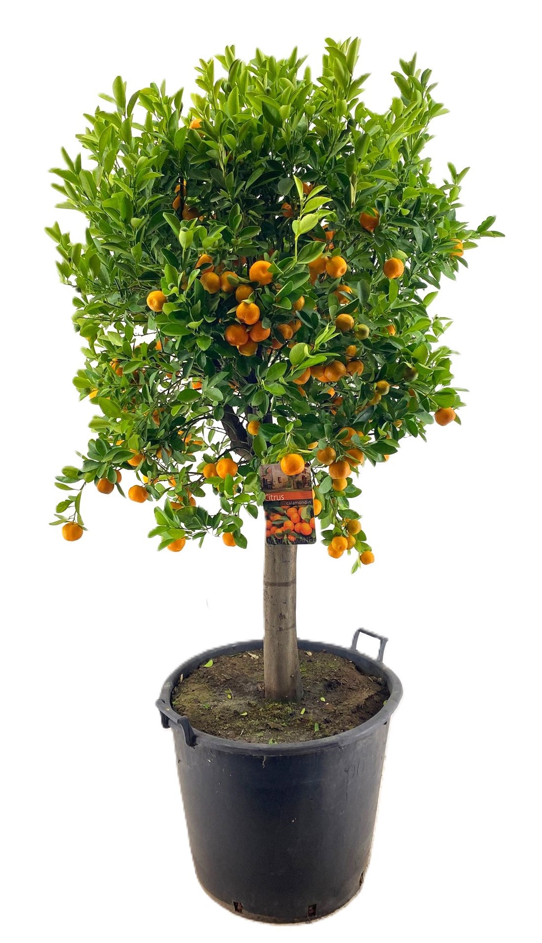 Citrus Calamondin, D 55