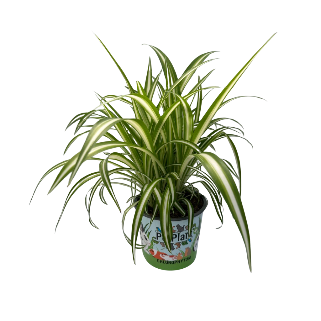 Chlorophytum comosum Variegatum in Cartoon potcover, D 12