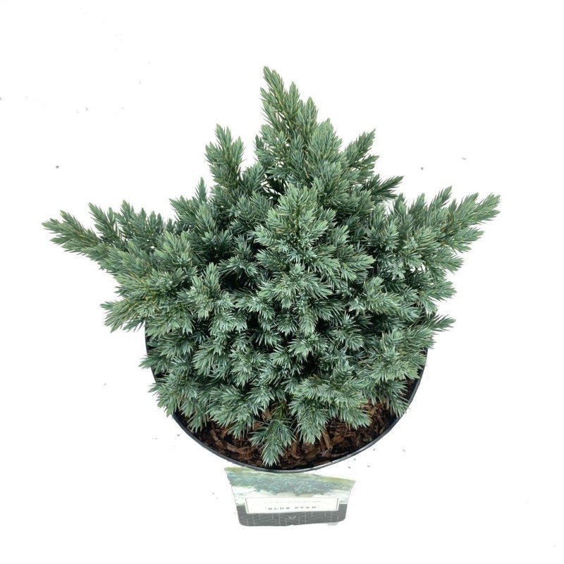 Juniperus squamata 'Blue Star', D 18