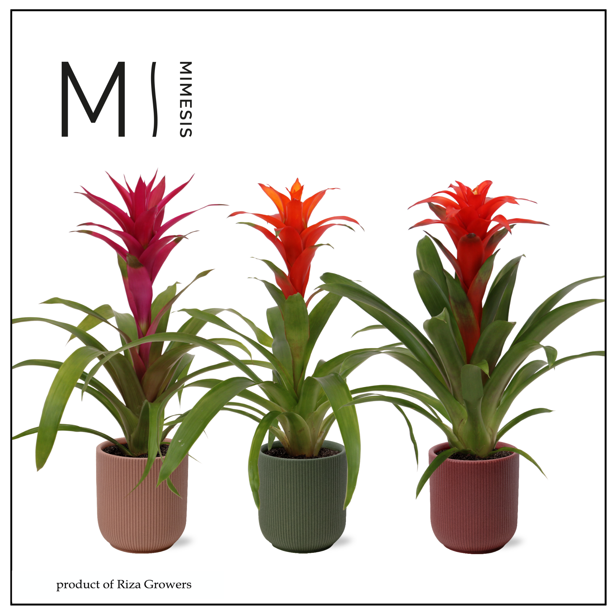 Guzmania Stylish - 12cm in Atlanta | Mimesis, D 12