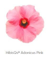 HIBISCUS ROSA SINENSIS 'ADONICUS(N)ROSA', D 13