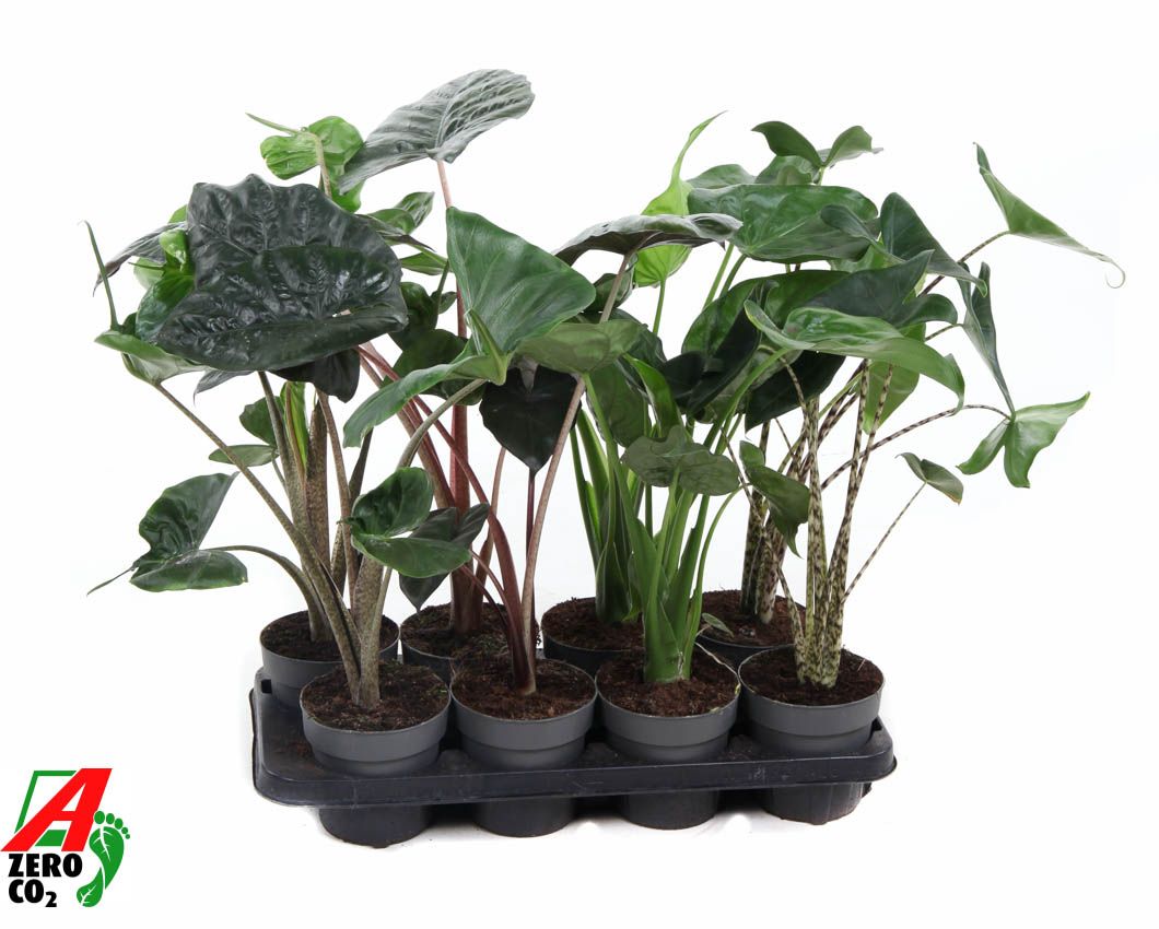 Alocasia mix 14cm (NO GAP), D 13