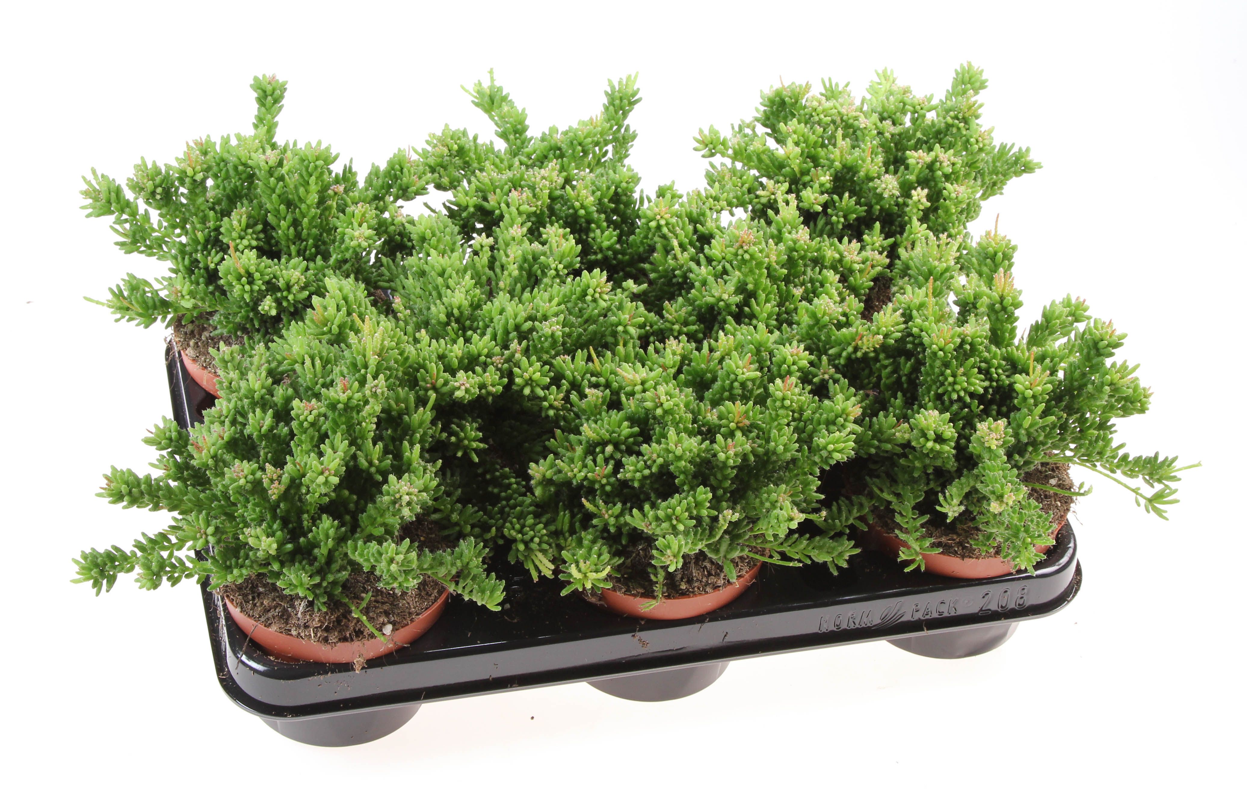 Rhipsalis Mesembryanthemoides, D 10,5