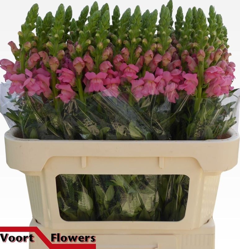 Антирринум Кул Роуз (роз.), шт.