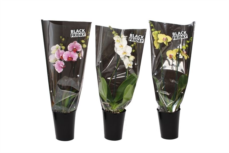 Linge p12 black Phal mix 2T14+ in zwarte hoes, D 12