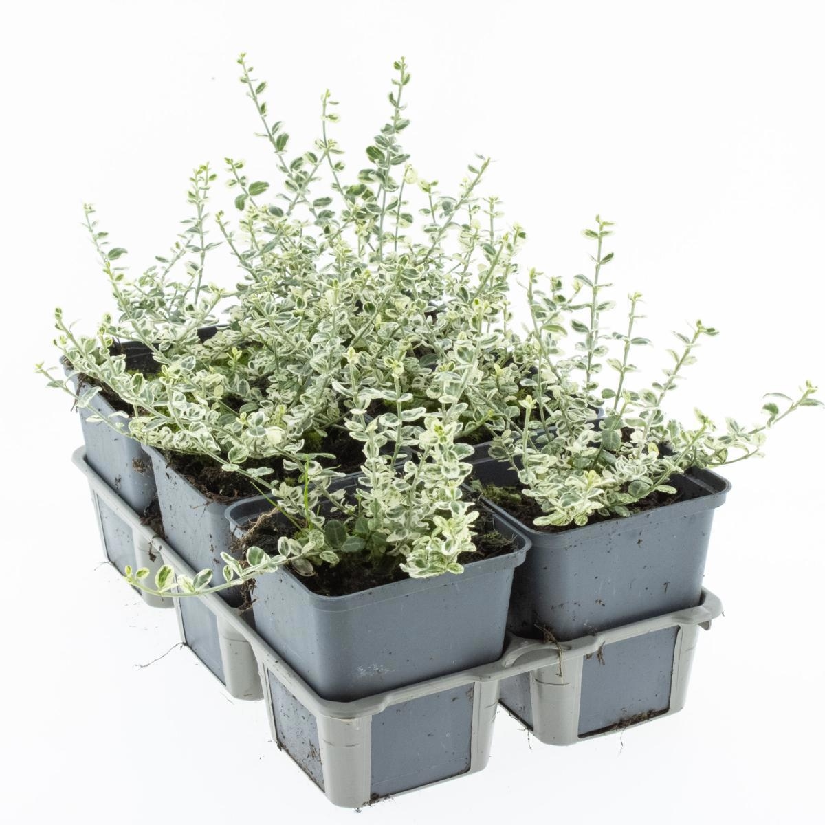 Euonymus fort. Silver Carpet, D 9