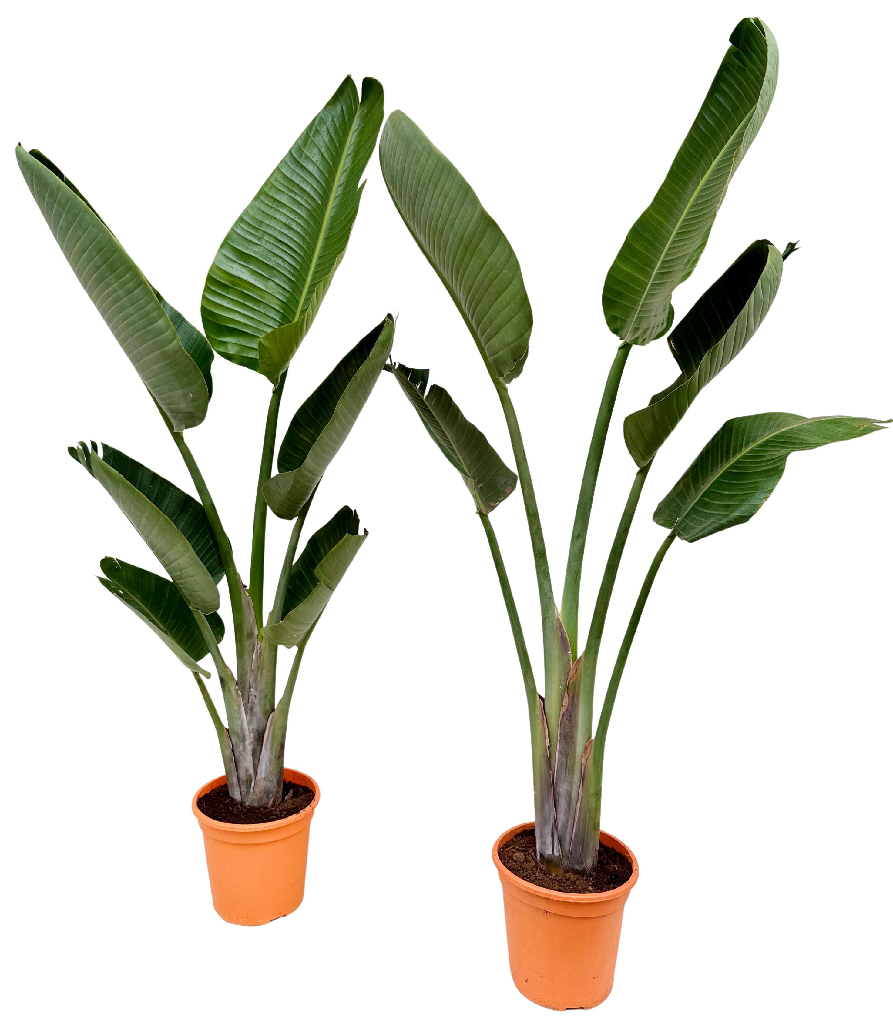 Strelitzia nicolai P24 1PP, D 24