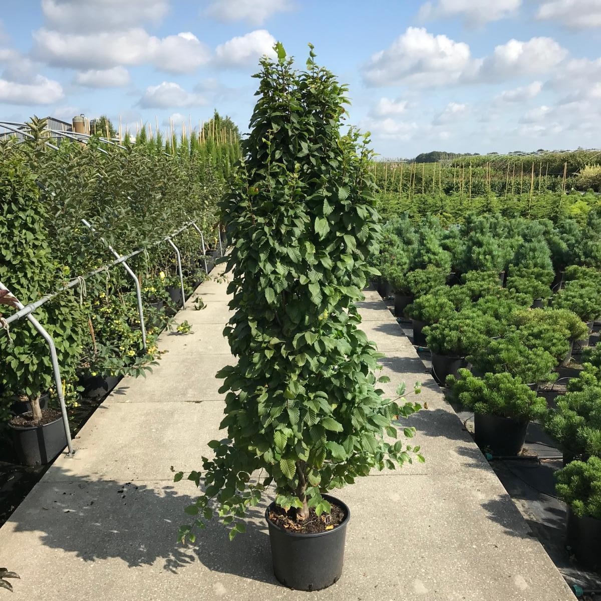 Carpinus bet. 'Monument', D 40