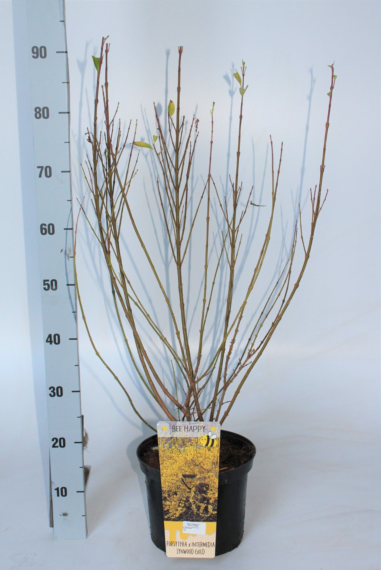 Forsythia intermedia 'Lynwood Gold', D 23