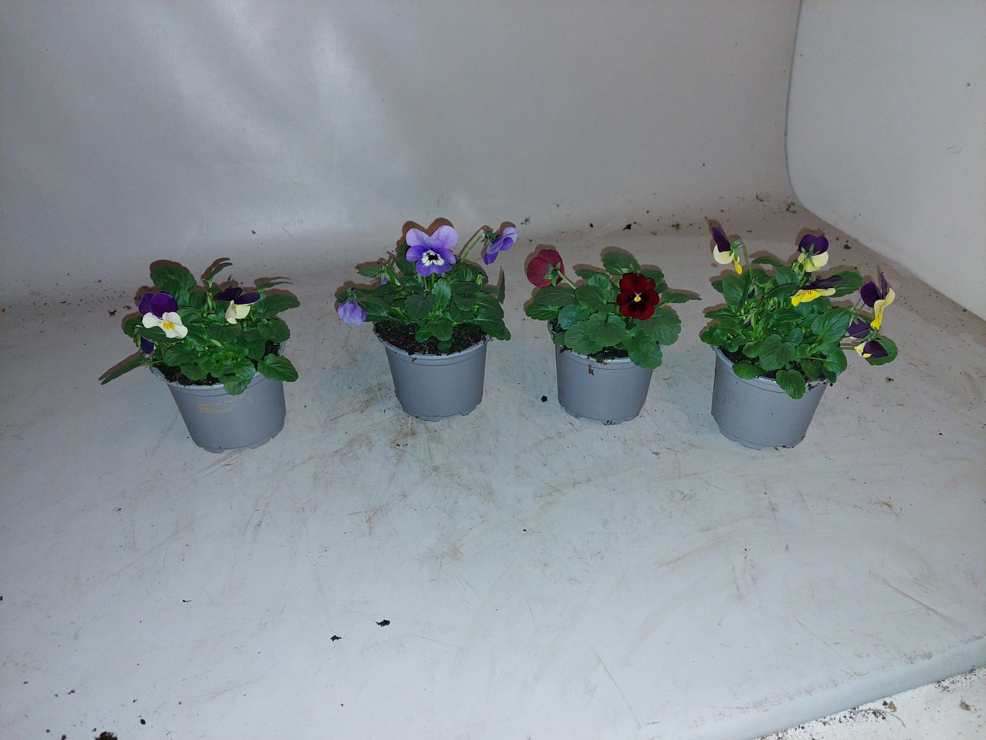 viola cornuta gemengd, D 9