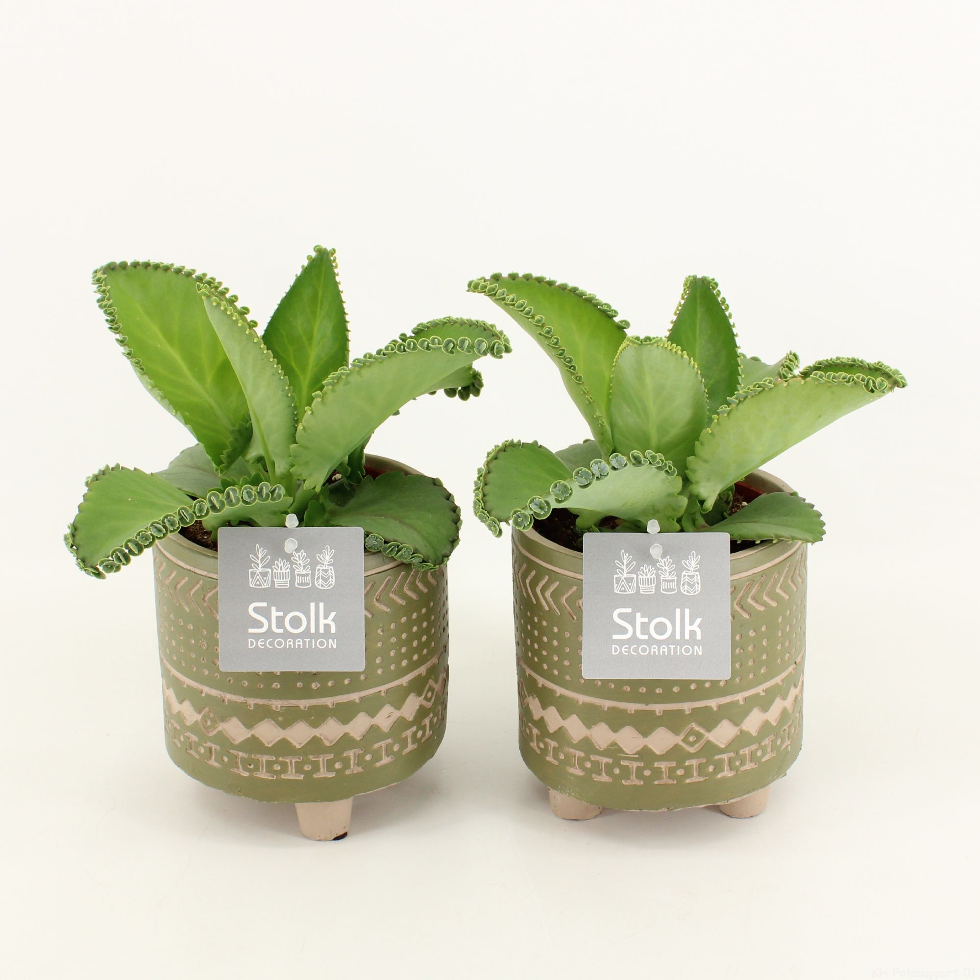 Kalanchoe Daigremontiana in Maya Green pot, D 13