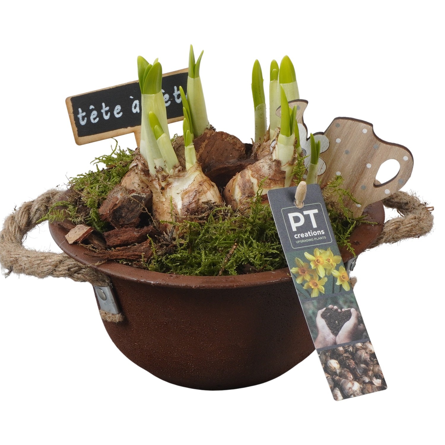 PTN8526 Arrangement Narcissus in zink schaal, D 18