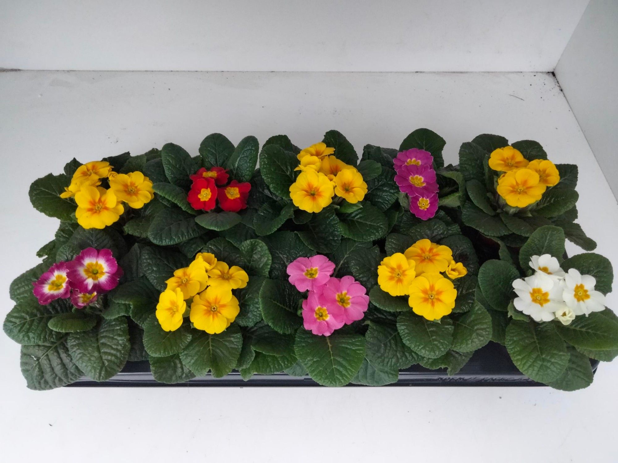 Primula acaulis gemengd, D 10,5