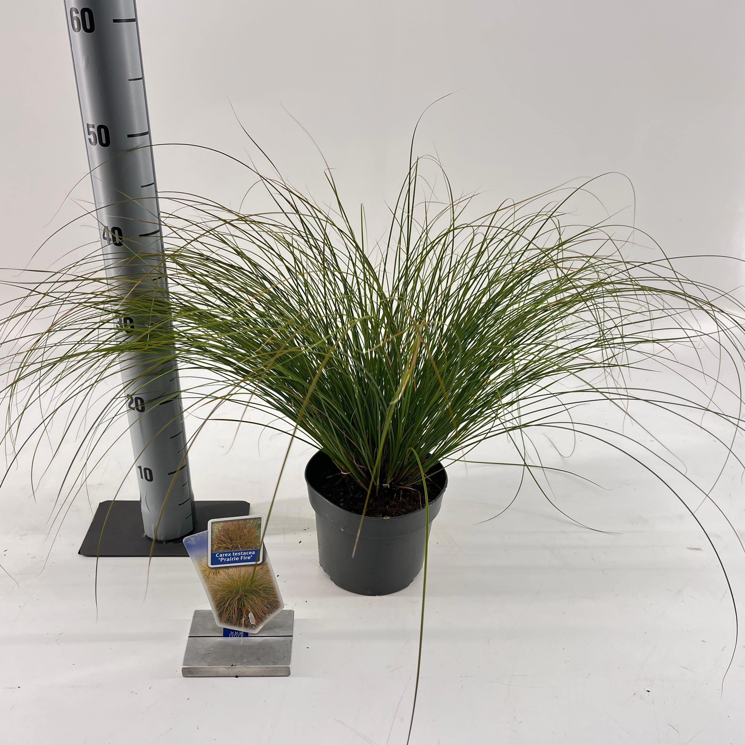 Carex testacea 'Prairie Fire', D 17