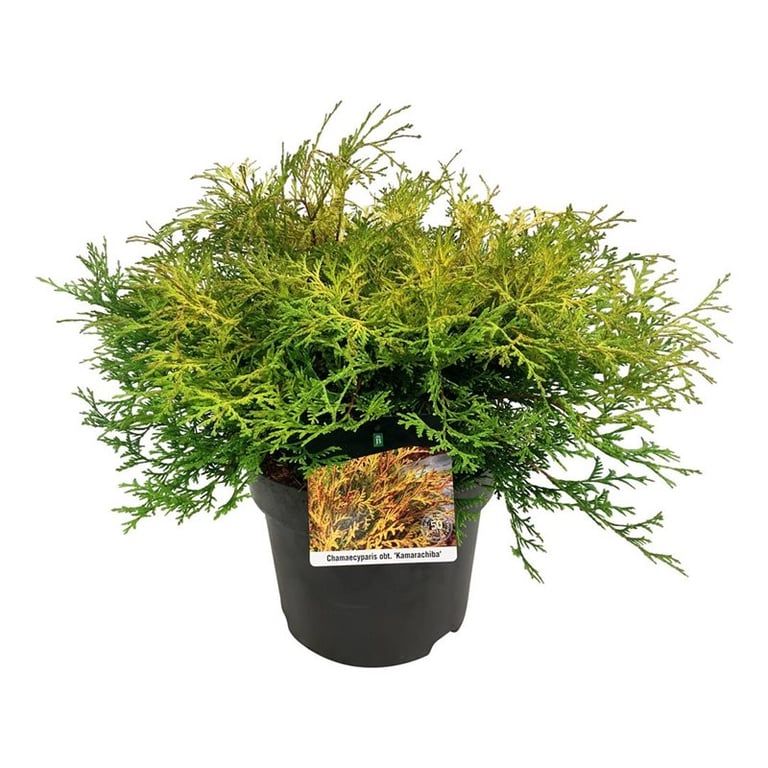 Chamaecyparis o. 'Kamarachiba', D 24