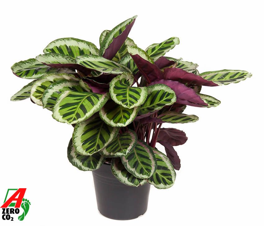 Calathea Angela, D 27
