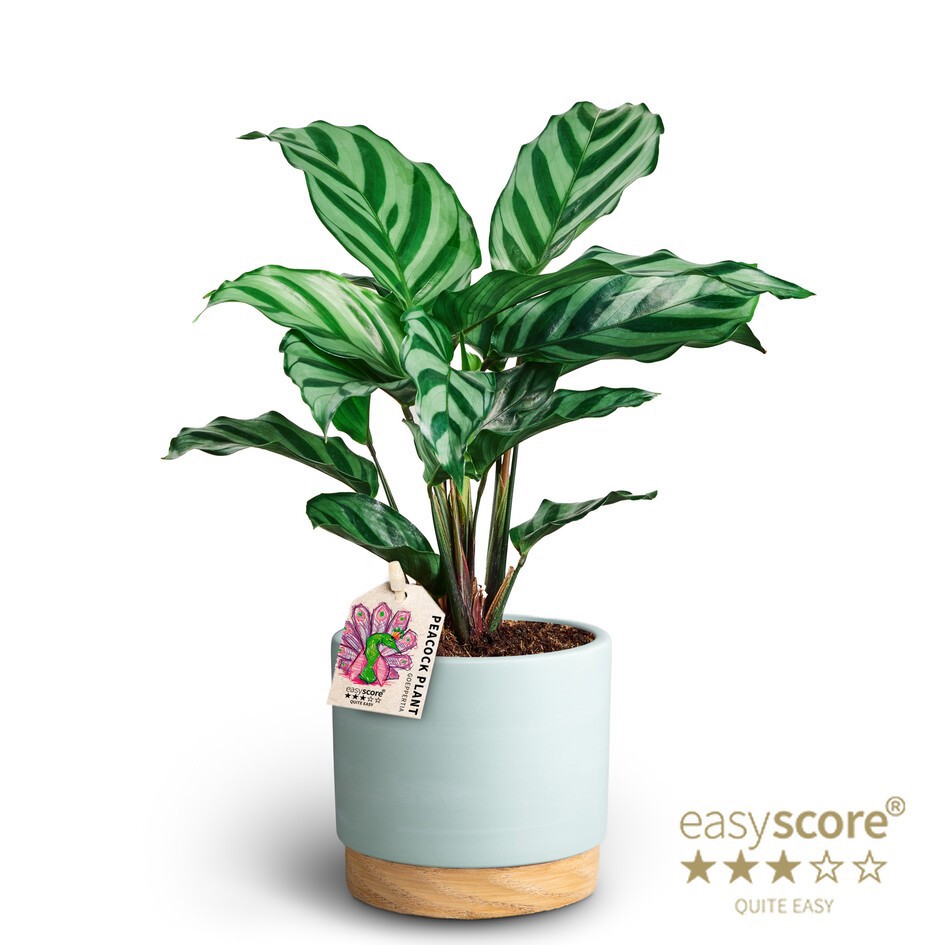 Woodbase Sky Blue, Calathea ´Freddy´, D 10