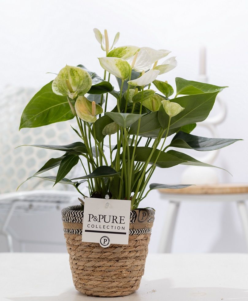 Anthurium white (Elido) in P&PURE Basket 6;, D 12
