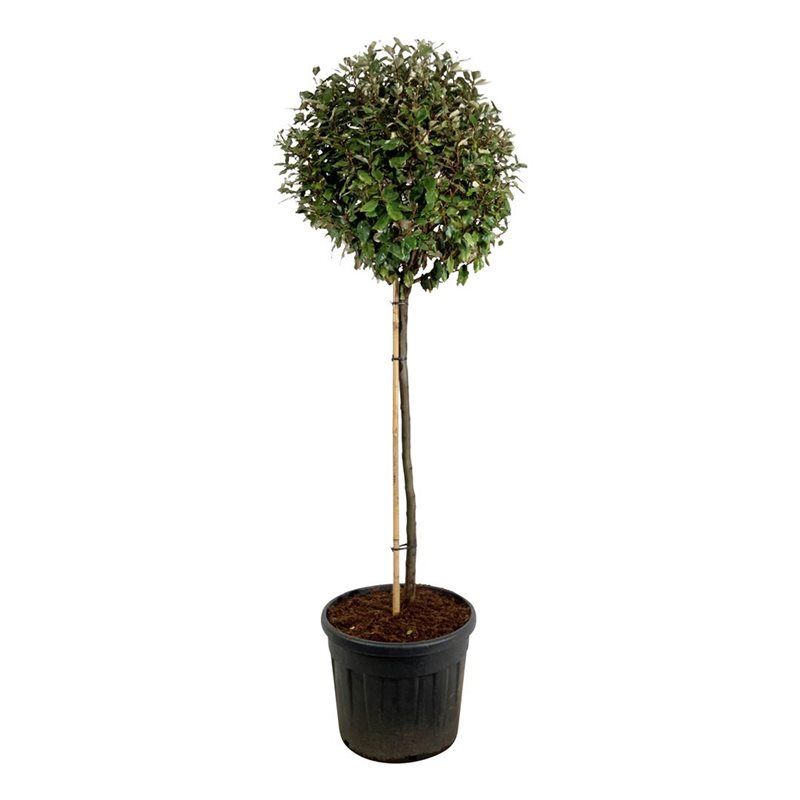 Elaeagnus ebb. 'Compacta', D 60