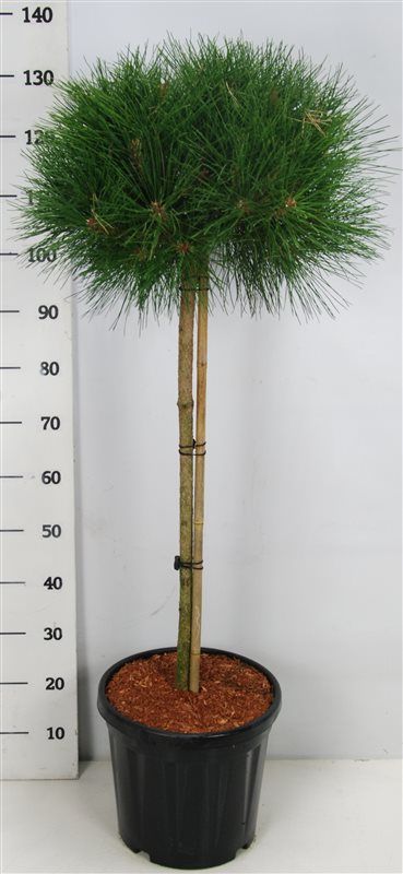 Pinus nigra 'Pierrick Bregeon', D 38