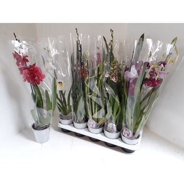 Orchideeen mix 1 tak, D 12